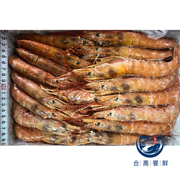 天使紅蝦L1-1.png